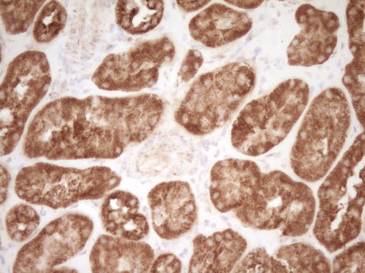 m00068 1 anti cd40 mouse monoclonal antibody clone id oti8b8 ihc testing 14