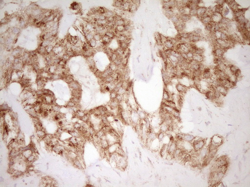 m00068 1 anti cd40 mouse monoclonal antibody clone id oti8b8 ihc testing 16