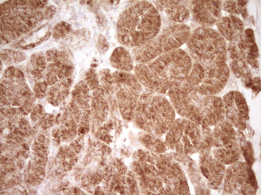 m00068 1 anti cd40 mouse monoclonal antibody clone id oti8b8 ihc testing 3
