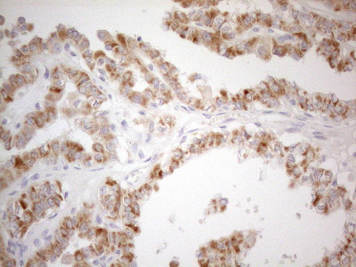 m00068 1 anti cd40 mouse monoclonal antibody clone id oti8b8 ihc testing 4