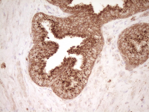 m00068 1 anti cd40 mouse monoclonal antibody clone id oti8b8 ihc testing 5