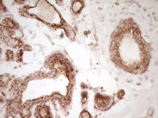 m00068 1 anti cd40 mouse monoclonal antibody clone id oti8b8 ihc testing 7