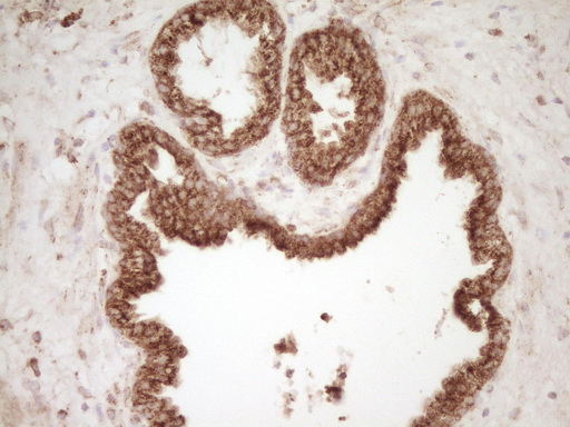 m00068 1 anti cd40 mouse monoclonal antibody clone id oti8b8 ihc testing 8