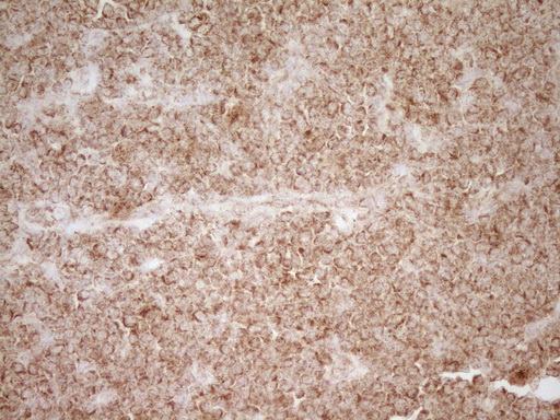 m00068 1 anti cd40 mouse monoclonal antibody clone id oti8b8 ihc testing 9