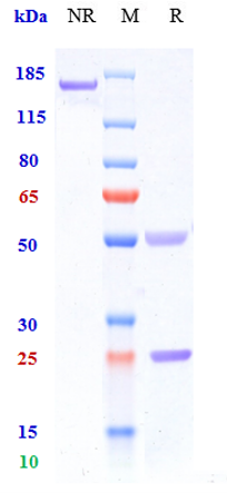 m00068 10 sds page