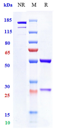 m00068 11 sds page