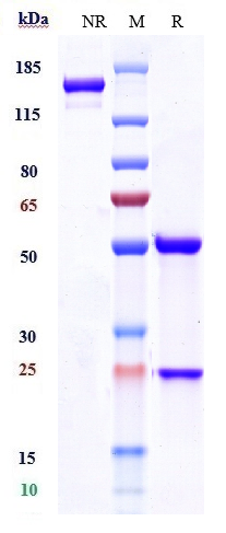 m00068 13 sds page