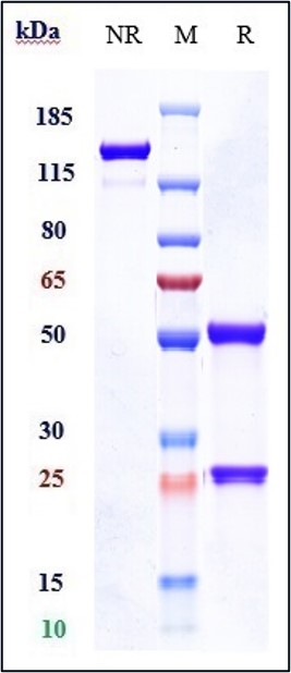 m00068 3 sds page