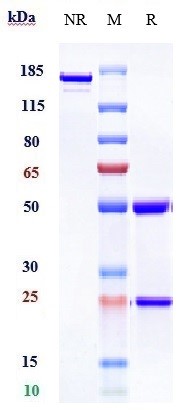m00068 4 sds page