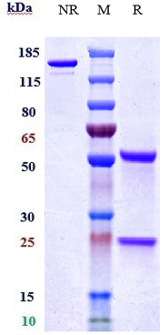 m00068 5 sds page