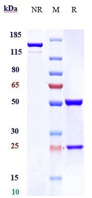 m00068 6 sds page