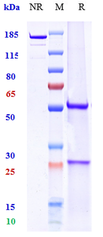 m00068 7 sds page