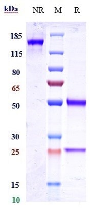 Anti-IGF1R/CD221 Reference Antibody (dalotuzumab) on SDS-PAGE under reducing (R) condition
