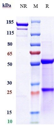 Anti-IGF1R/CD221 Reference Antibody (cixutumumab) on SDS-PAGE under reducing (R) condition