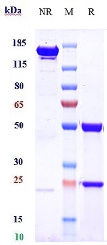 Anti-IGF1R/CD221 Reference Antibody (teprotumumab) on SDS-PAGE under reducing (R) condition
