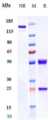 Anti-IGF1R/CD221 Reference Antibody (Lonigutamab-MMAE) on SDS-PAGE under reducing (R) condition