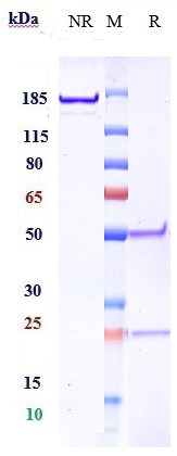 Anti-IGF1R/CD221 Reference Antibody (robatumumab) on SDS-PAGE under reducing (R) condition