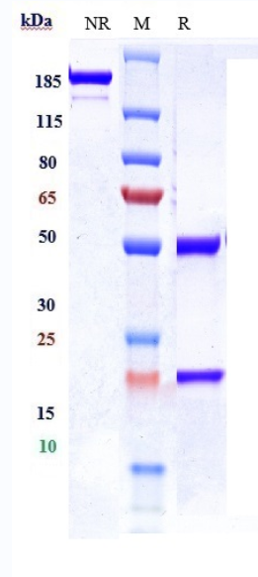 Anti-IGF1R/CD221 Reference Antibody (ganitumab) on SDS-PAGE under reducing (R) condition