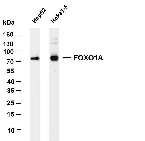 Various whole cell lysates were separated by 4-20% SDS-PAGE, and the membrane was blotted with anti-FOXO1A antibody