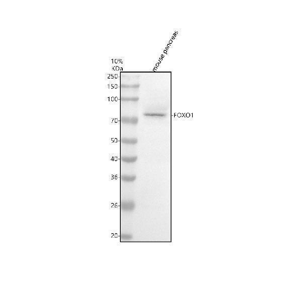 m00073 foxo1 primary antibodies wb testing 1