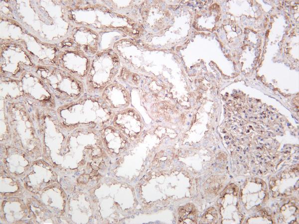 Human kidney was stained with anti-Smad4 rabbit antibody