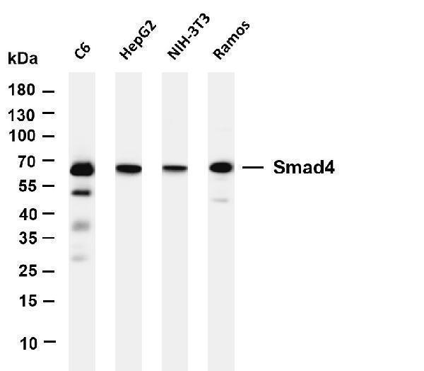 Various whole cell lysates were separated by 4-20% SDS-PAGE, and the membrane was blotted with anti-Smad4 antibody