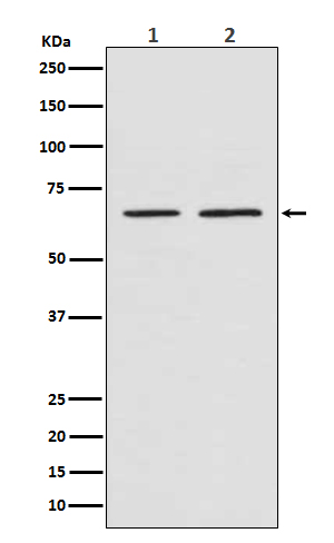 Western blot analysis of SMAD4 expression in (1) SH-SY5Y cell lysate; (2) NIH/3T3 cell lysate