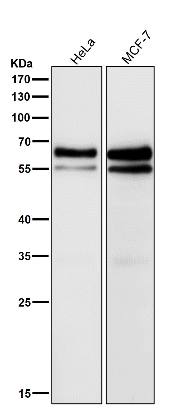 m00074 wb7