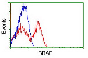 m00075 3 anti b raf braf mouse monoclonal antibody clone id oti5a9 flow cytometry testing 12