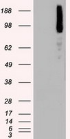 m00075 3 anti b raf braf mouse monoclonal antibody clone id oti5a9 wb testing 1