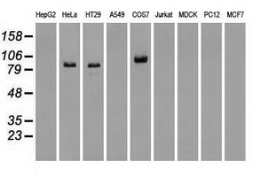m00075 3 anti b raf braf mouse monoclonal antibody clone id oti5a9 wb testing 2