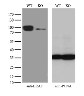 m00075 3 anti b raf braf mouse monoclonal antibody clone id oti5a9 wb testing 3