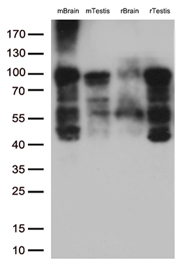 m00075 3 anti b raf braf mouse monoclonal antibody clone id oti5a9 wb testing 4