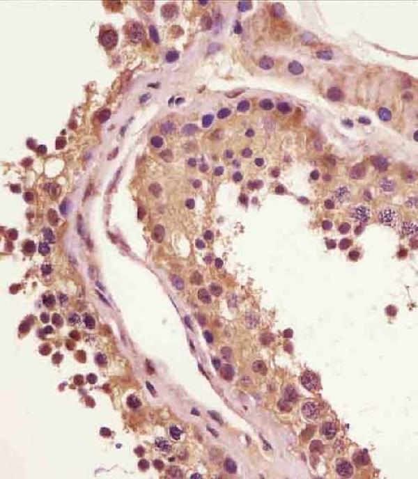 M00075-4 staining BRAF in human testis tissue sections by Immunohistochemistry (IHC-P -paraformaldehyde-fixed, paraffin-embedded sections)