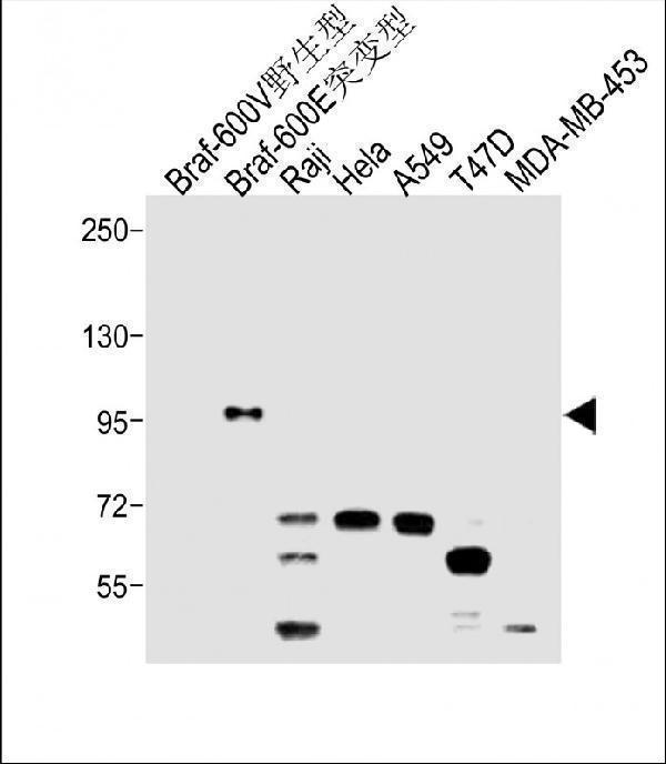 All lanes : Anti-BRAF Antibody (C-term) at 1:2000 dilutionLane 1: Braf-600V -wild typeLane 2: Braf-600E -mutationLane 3: Raji whole cell lysateLane 4: Hela whole cell lysateLane 5: A549 whole cell lysateLane 6: T47D whole cell lysateLane 7: MDA-MB-453 whole cell lysateLysates/proteins at 10 µg per lane