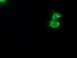 Anti-BRAF mouse monoclonal antibody (M00075-5) immunofluorescent staining of COS7 cells transiently transfected by pCMV6-ENTRY BRAF