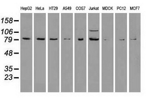 Western blot analysis of extracts (35ug) from 9 different cell lines by using anti-anti-BRAFmonoclonal antibody