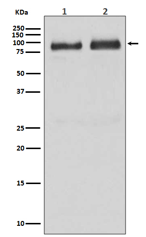 Western blot analysis of B Raf expression in (1)Human brain lysate (2)HepG2 cell lysate