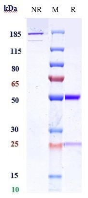 Anti-IL-13 Reference Antibody (CNTO 607) on SDS-PAGE under reducing (R) condition