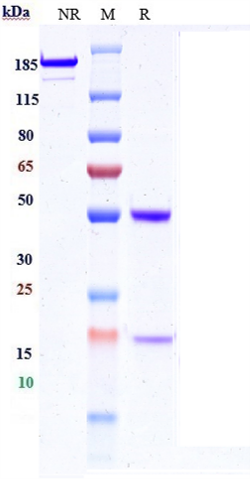 Anti-IL-13 Reference Antibody (M1295) on SDS-PAGE under reducing (R) condition