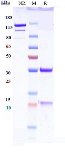 Anti-IL-13 Reference Antibody (lebrikizumab) on SDS-PAGE under reducing (R) condition