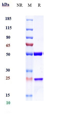 Anti-IL-13 Reference Antibody (cendakimab) on SDS-PAGE under reducing (R) condition