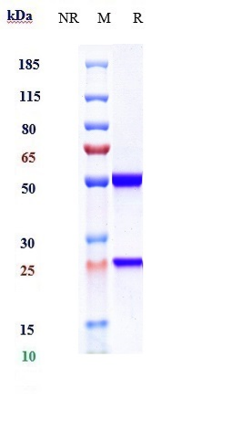 Anti-IL-13 Reference Antibody (dectrekumab) on SDS-PAGE under reducing (R) condition