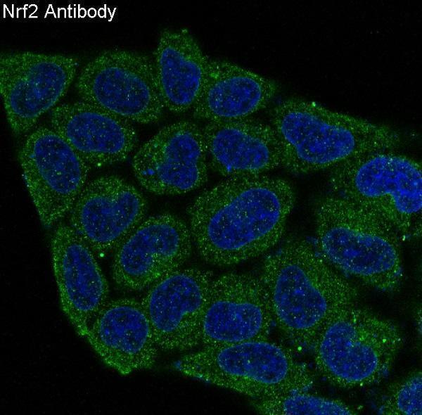 Immunofluorescent analysis of Hela cells, using Nrf2 Antibody