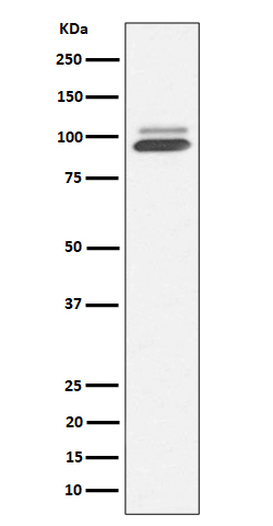 Western blot analysis of Nrf2 expression in 293T cell treated with arsenite