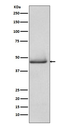 m00080 1 wb