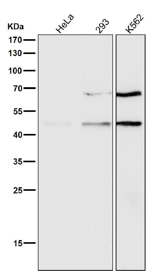 All lanes use the Antibody at 1:500 dilution for 1 hour at room temperature