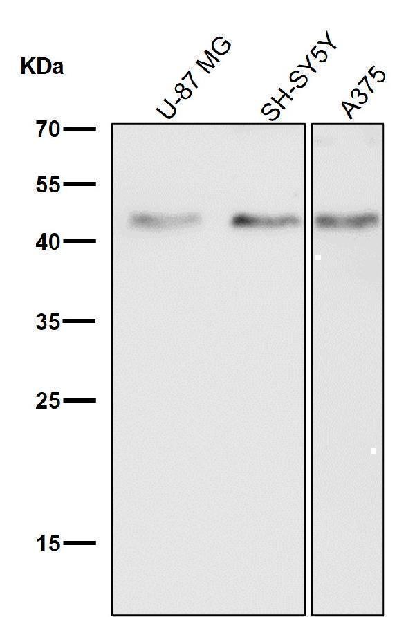 All lanes use the Antibody at 1:500 dilution for 1 hour at room temperature