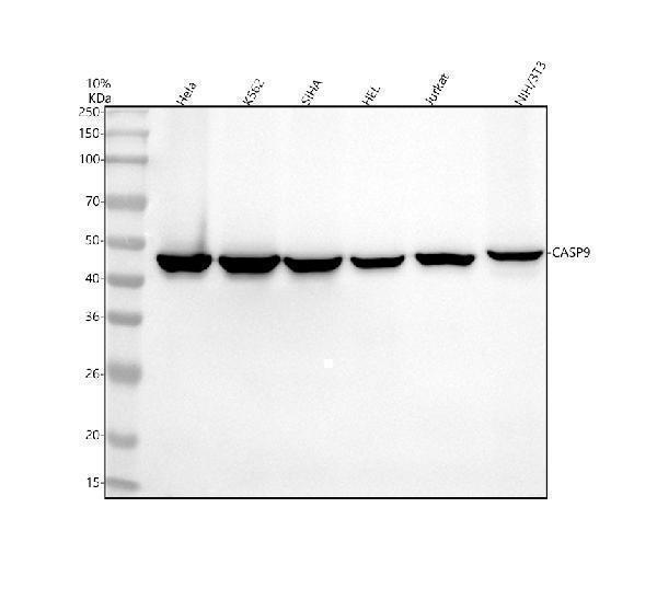  Western blot analysis of Caspase 9/CASP9 using anti-Caspase 9/CASP9 antibody (M00080-2)