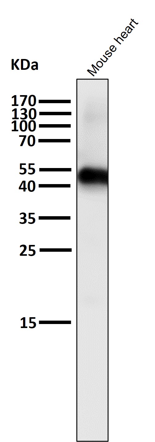 All lanes use the Antibody at 1:1K dilution for 1 hour at room temperature
